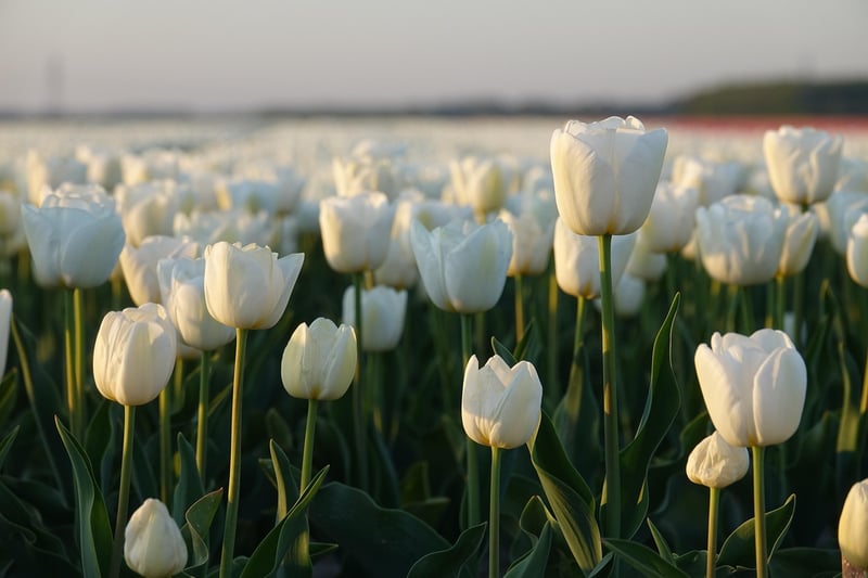 Netherlands Wedding Location
