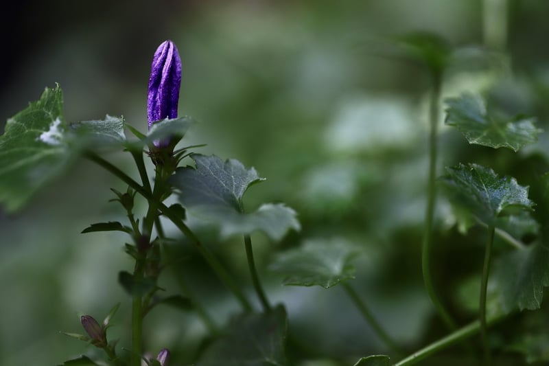 Plant Sprouting